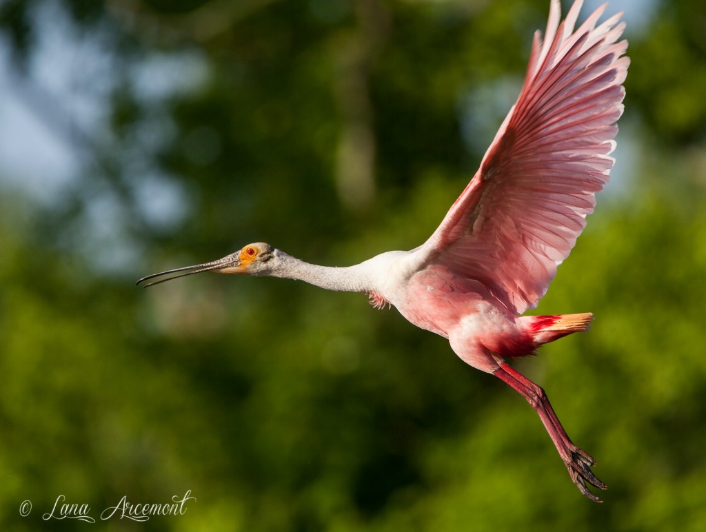 Roseate Spoonbill