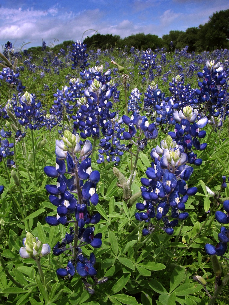 Bluebonnet Beauty