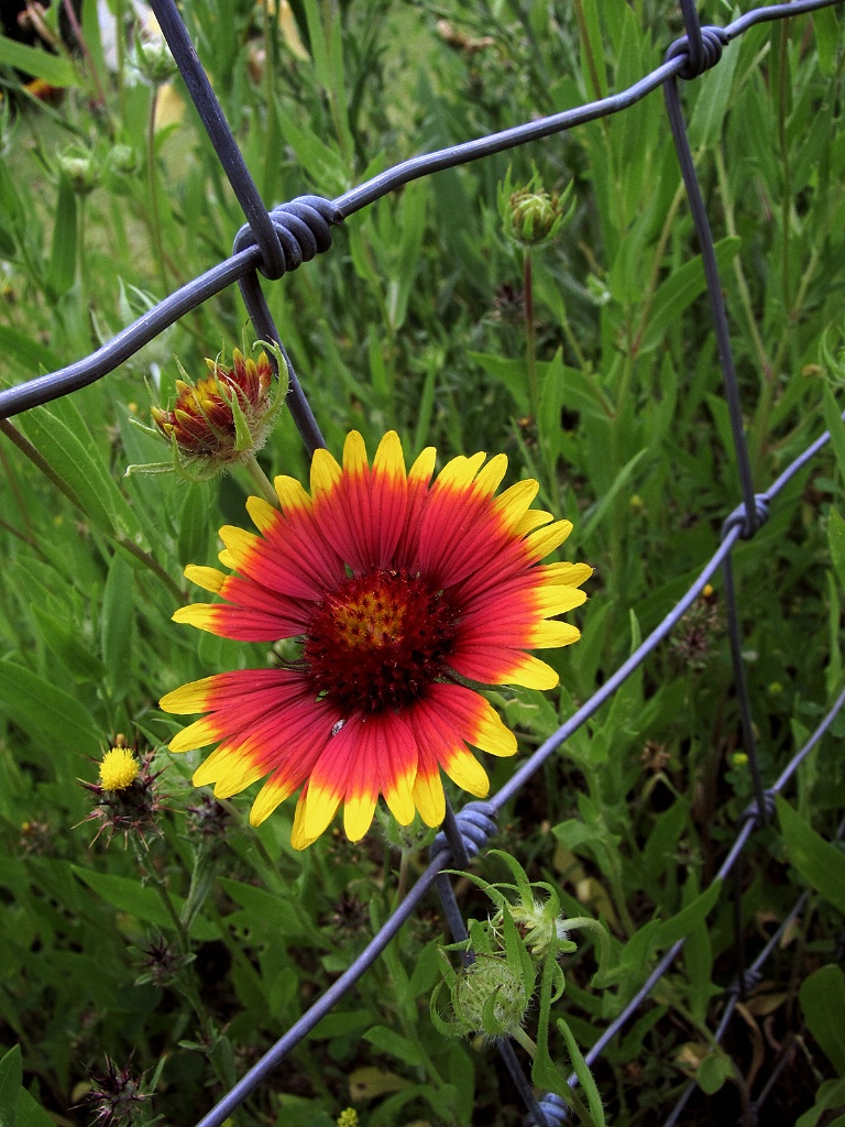 Blanket and Fence