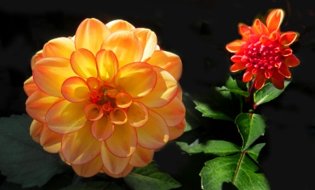 Dahlias At The Store