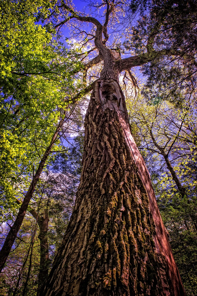 Ancient Cottonwood #1