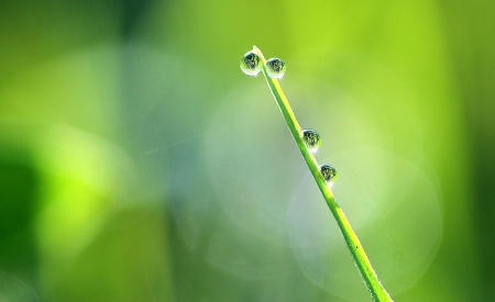 Water Drops