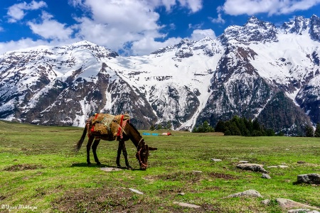 Grazing in the Meadow