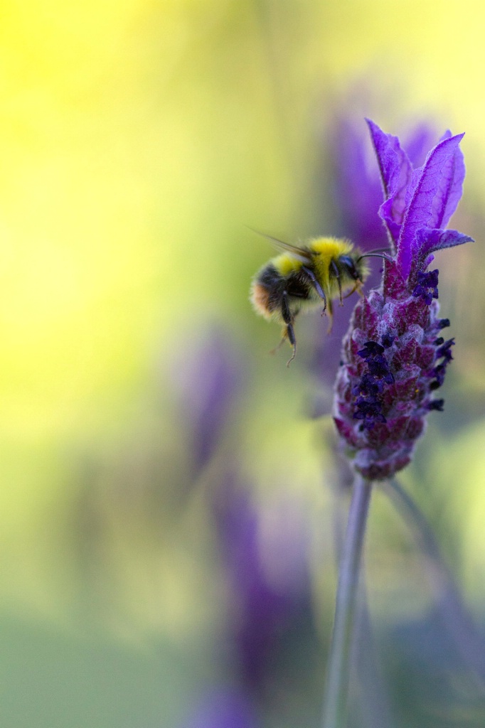 Bee in Afternoon Light