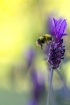 Bee in Afternoon ...