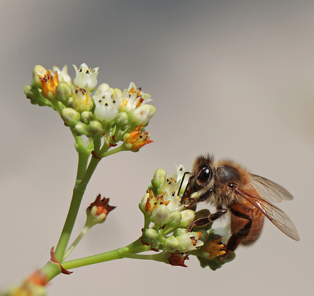 The Bees are Back!