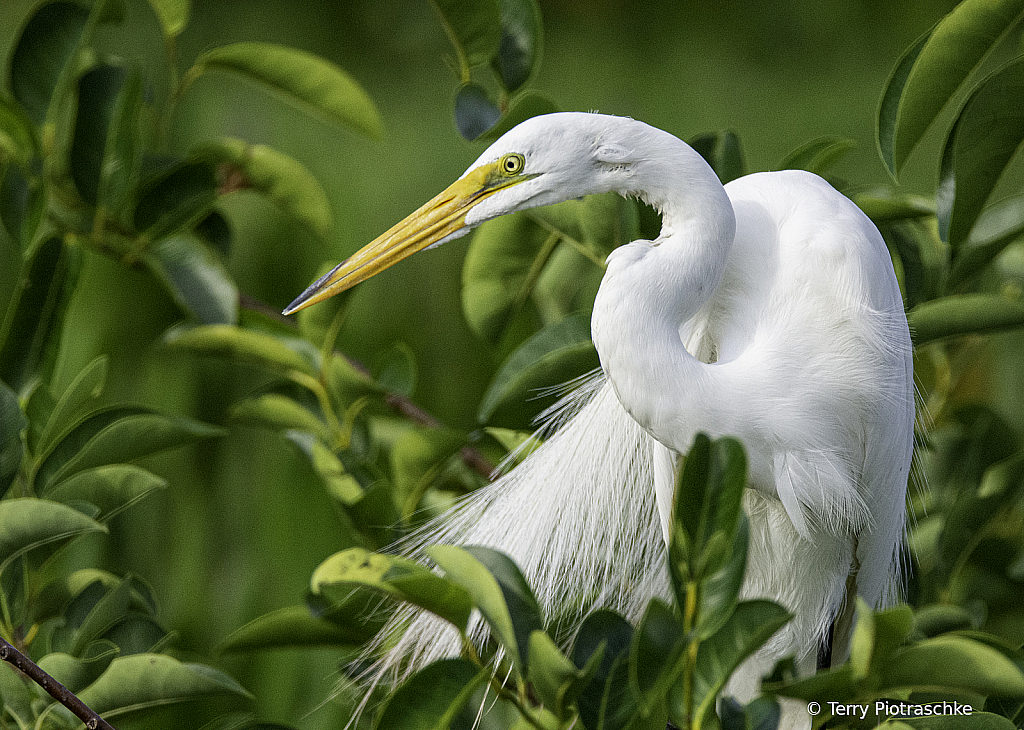 Great Egret