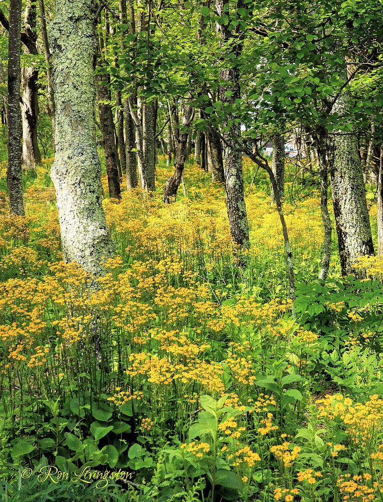 Wildflower Walk