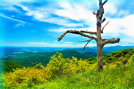 Lonesome Tree