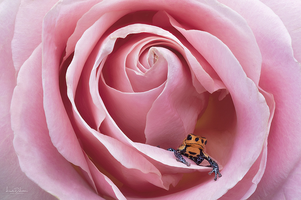 Blue Jeans Frog in a Rose