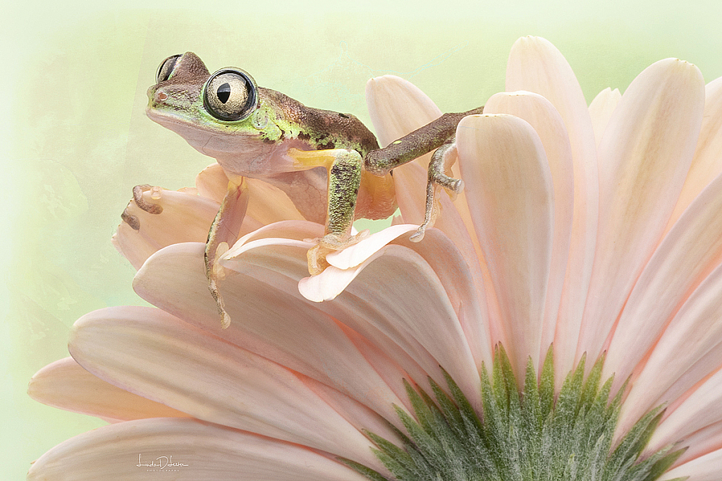 The Lemur Frog and a Gerber Daisy