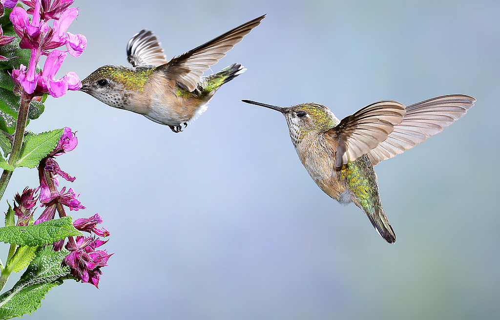 Hummingbirds Feeding