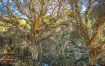 Mystical Forest o...
