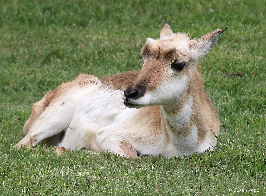 Antelope - ID: 15724874 © Susan Popp