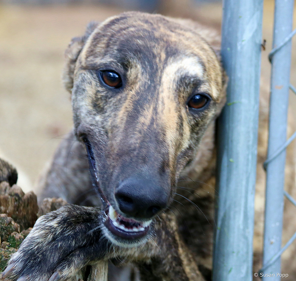 Brindle1 - ID: 15724878 © Susan Popp