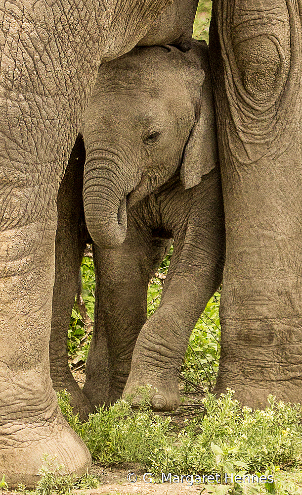 Baby Elephant seeks Shade