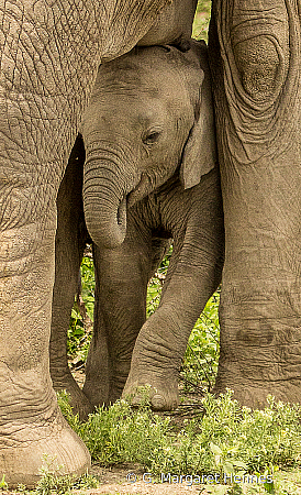 Baby Elephant seeks Shade