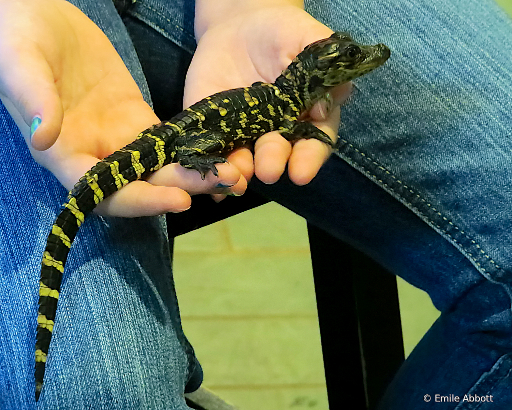 Baby Alligator