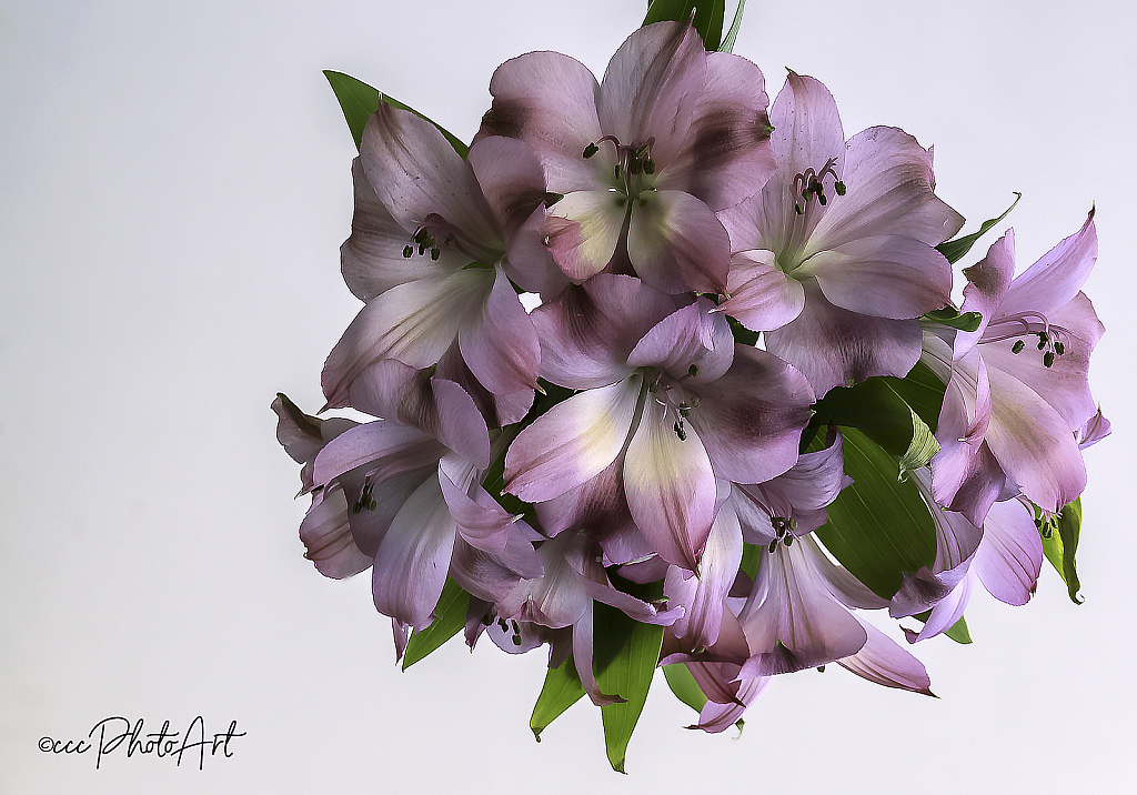 Sweet Strawberry Alstromeria