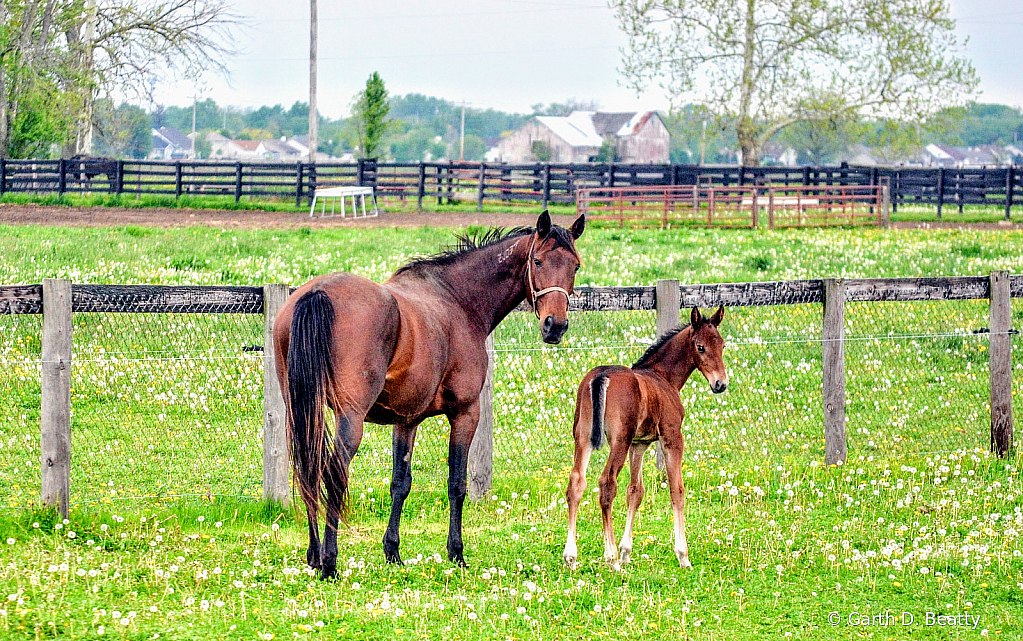 Baby Horse