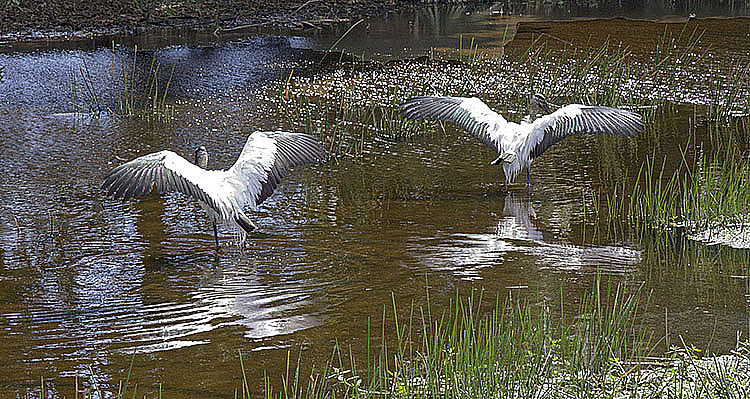 Mating Dance of the Woodland Stork
