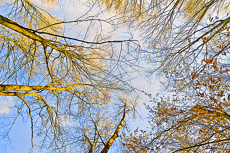 Branches bathed in the golden sunlight.