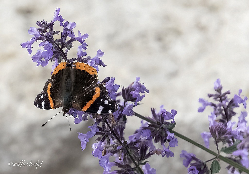 Morning Nectar - ID: 15725318 © Candice C. Calhoun