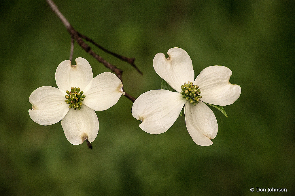 Two Dogwood Blossoms