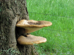 Mushrooms on Tree