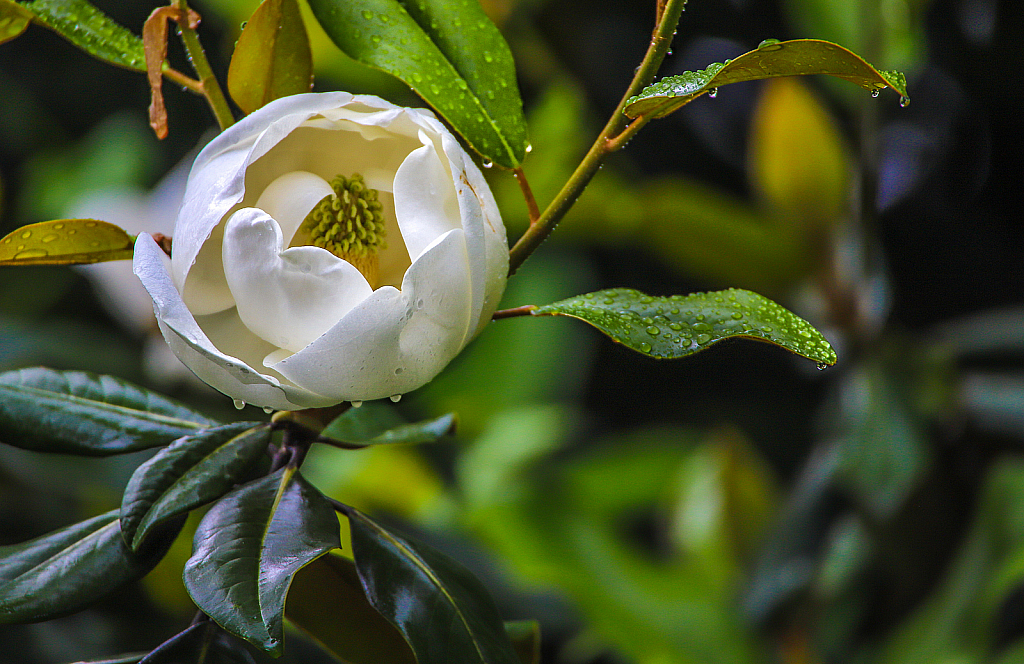 Magnolia during a rain storm! 