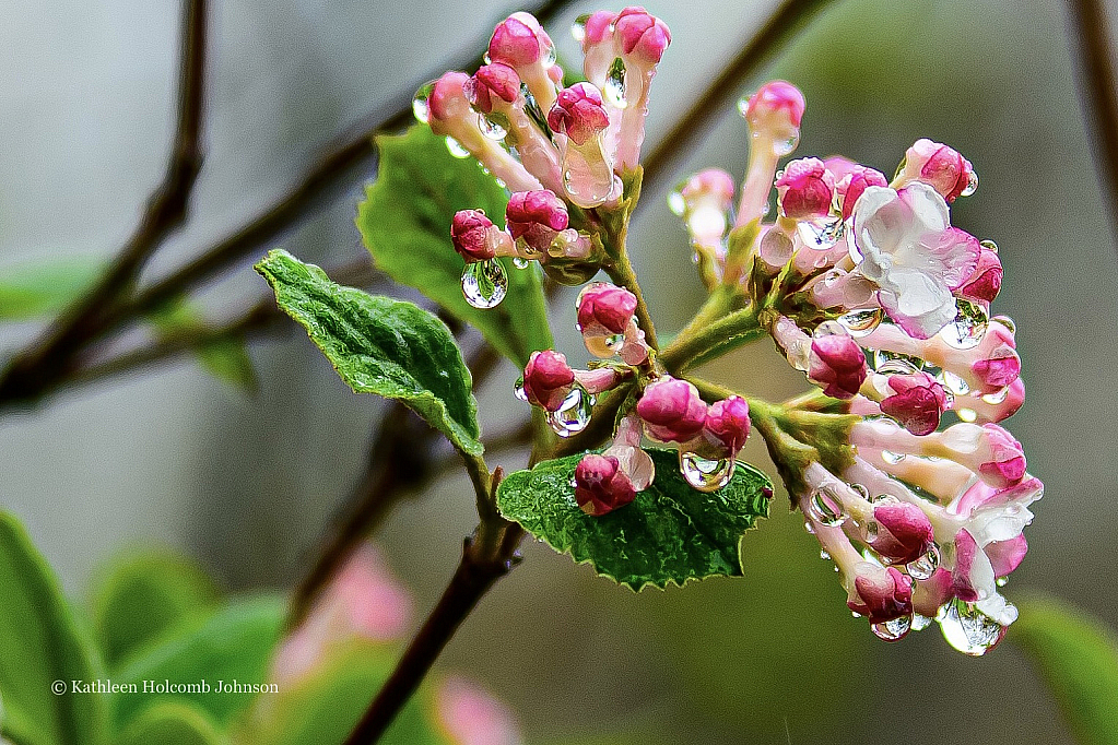 Apple Buds and a Closer Look!