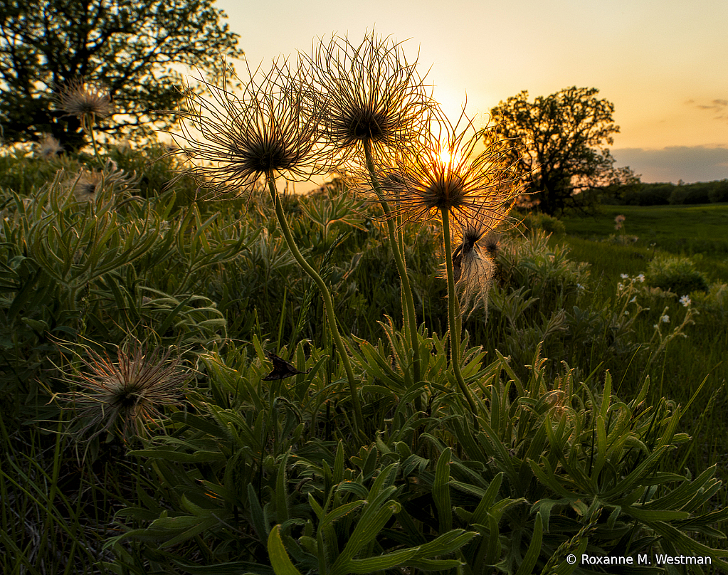 Spring in the meadows - ID: 15725523 © Roxanne M. Westman