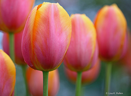 Seaside Tulips 