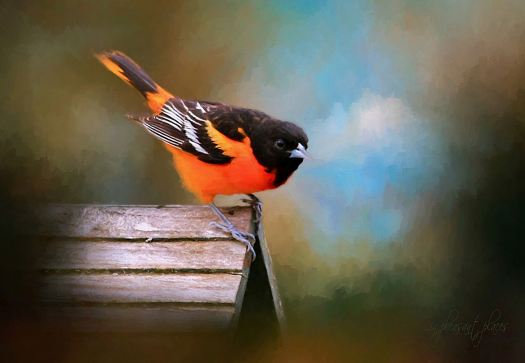 Baltimore Oriole