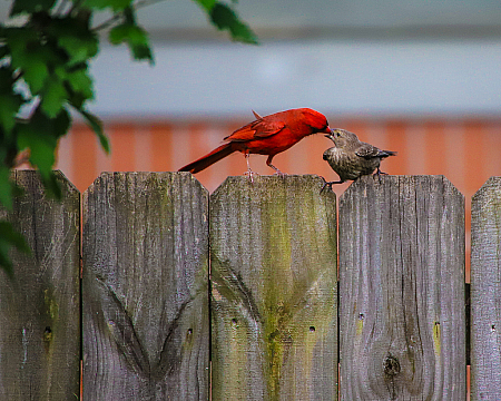 Cardinal feeding a baby cow bird?