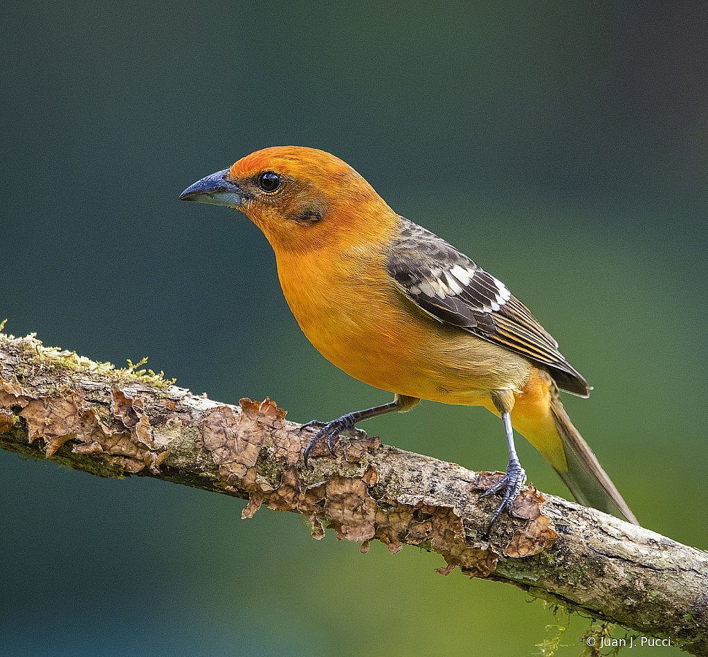 Summer Tanager