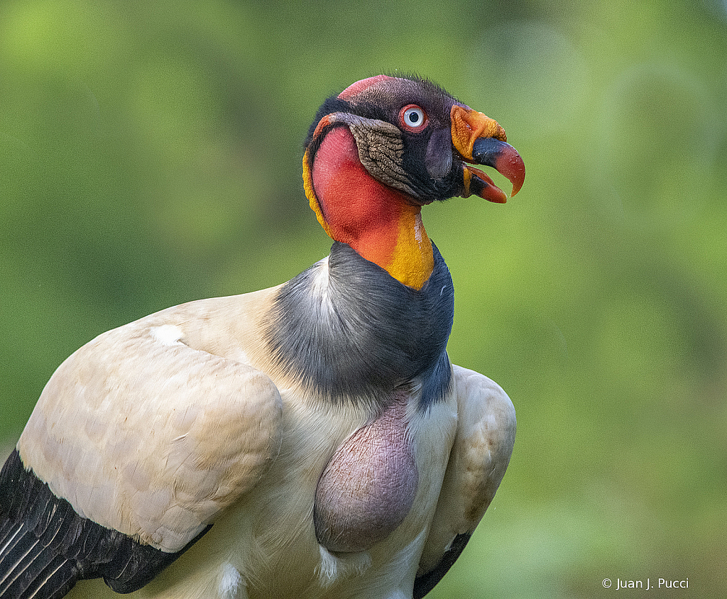 King Vulture