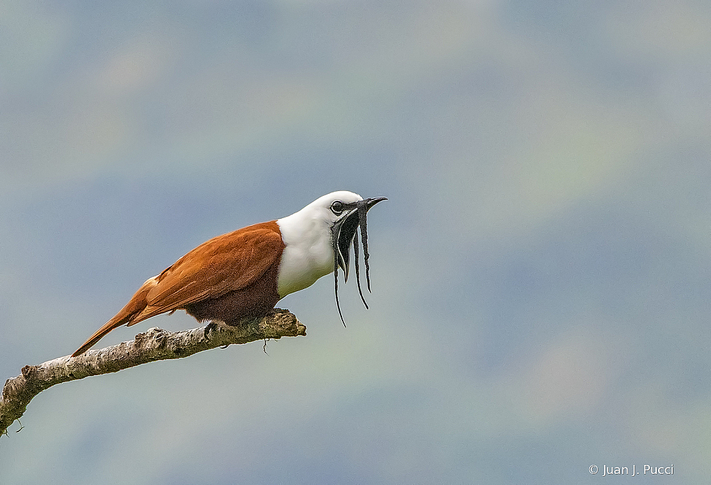 Bellbird