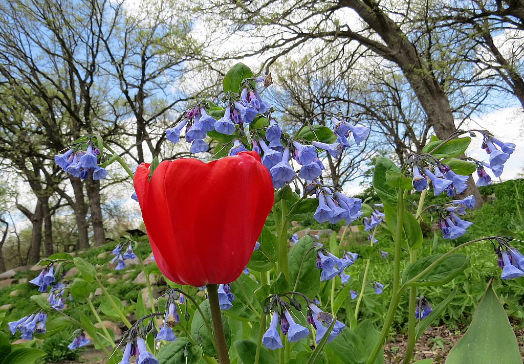 Tulip With Bluebell Background
