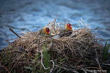 Two offspring Coots