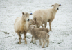 animal_CTP2420