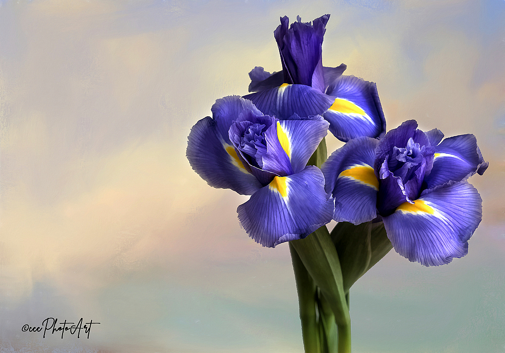 Triple Treat Iris