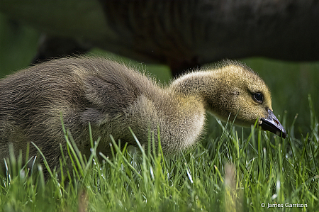 Gosling 