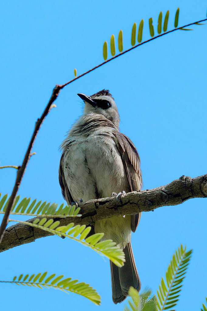 Yellow-vented Bulbul at GBTB, Singapore - ID: 15726322 © Magdalene Teo