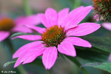 Coneflowers 3