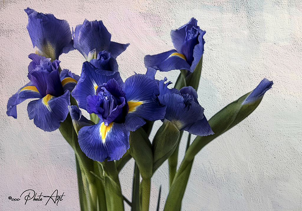 Iris Cascade