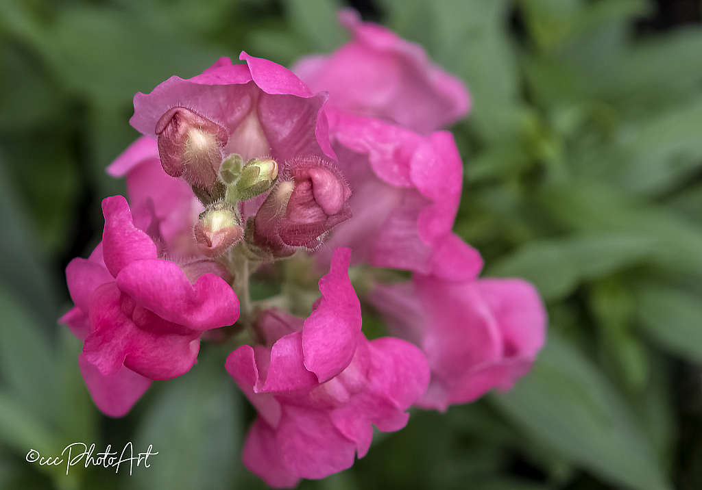 Hot Pink Snapdragon - ID: 15726524 © Candice C. Calhoun