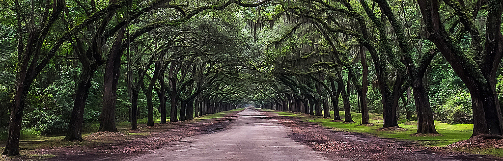 Wormsloe Arch - ID: 15726482 © John D. Roach