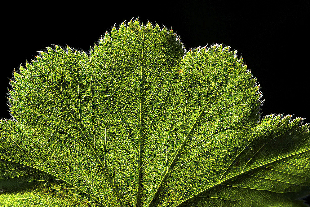 Drops on a Leaf