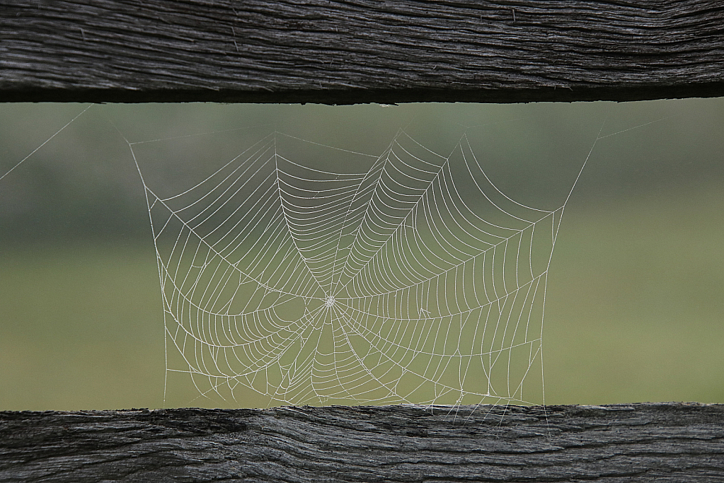 Web on a Fence